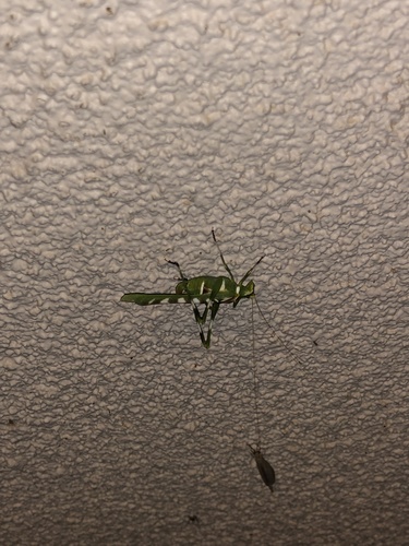 Photo of Creosote Bush Katydid (Insara covilleae)