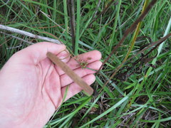 Juncus coriaceus