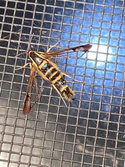 Synanthedon arkansasensis