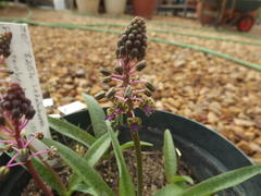 Ledebouria macowanii
