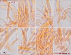 Hymenoscyphus imberbis