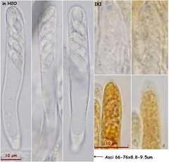 Hymenoscyphus imberbis