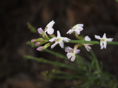 Mulguraea cinerascens