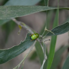 Calomela pallida