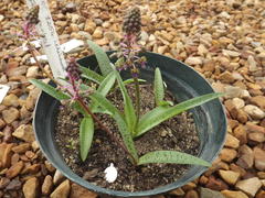 Ledebouria macowanii