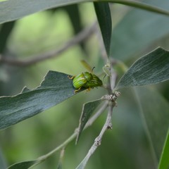 Calomela pallida