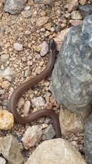Tantilla calamarina