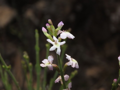 Mulguraea cinerascens