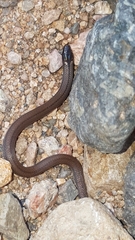 Tantilla calamarina