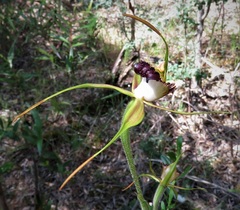Caladenia paludosa