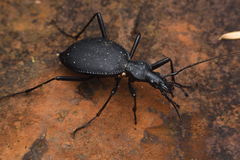 Scaphinotus angusticollis