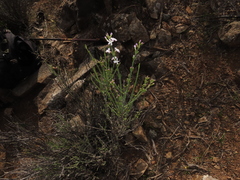 Mulguraea cinerascens