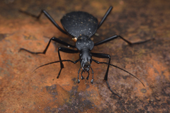 Scaphinotus angusticollis