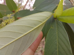 Pomaderris argyrophylla
