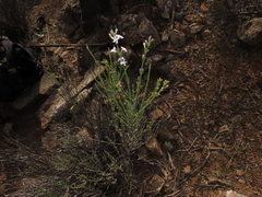 Mulguraea cinerascens