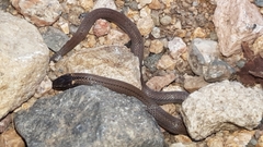 Tantilla calamarina