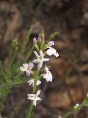 Mulguraea cinerascens