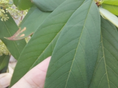 Pomaderris argyrophylla