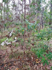 Pomaderris argyrophylla