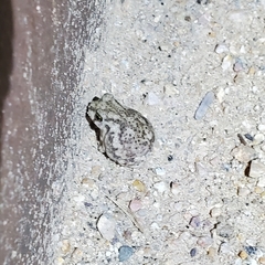 Scaphiopodidae