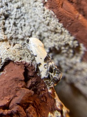 Ponometia phecolisca