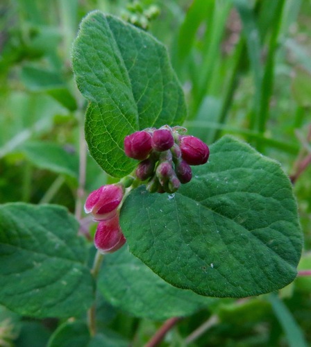 iNaturalist observation photo of flowering plants