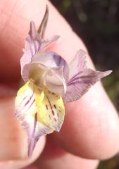 Gladiolus mutabilis