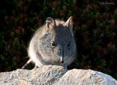 Elephantulus edwardii