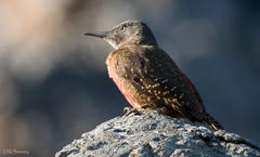 Geocolaptes olivaceus