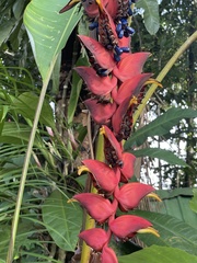 Heliconia rostrata