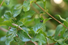 Coccinellidae