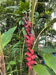 Heliconia rostrata