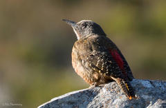 Geocolaptes olivaceus