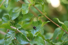 Coccinellidae