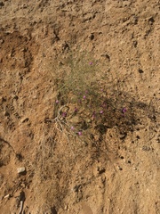 Cristaria multiflora