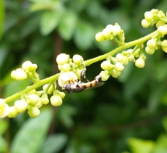 Syritta pipiens