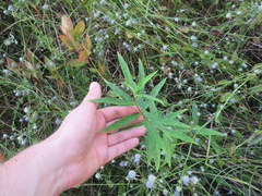 Asclepias incarnata incarnata