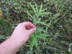 Asclepias incarnata incarnata
