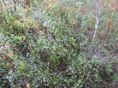 Eryngium integrifolium