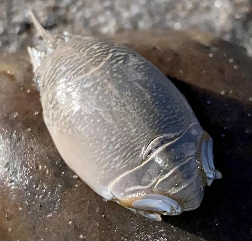 Atlantic Sand Crab — photo 1