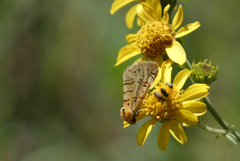 Chrysoecia atrolinea