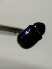 Chrysochus asclepiadeus