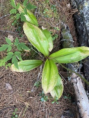 Clintonia udensis