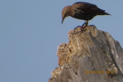 Sturnus vulgaris