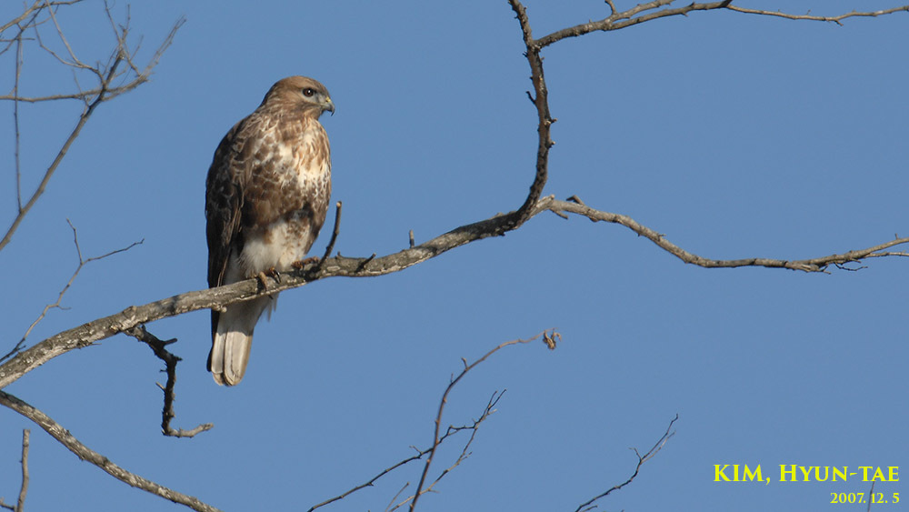 Eastern Buzzard (Buteo japonicus)