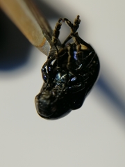 Chrysochus asclepiadeus