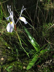 Moraea tripetala tripetala