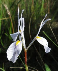 Moraea tripetala tripetala