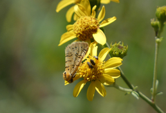 Chrysoecia atrolinea