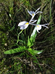Moraea tripetala tripetala